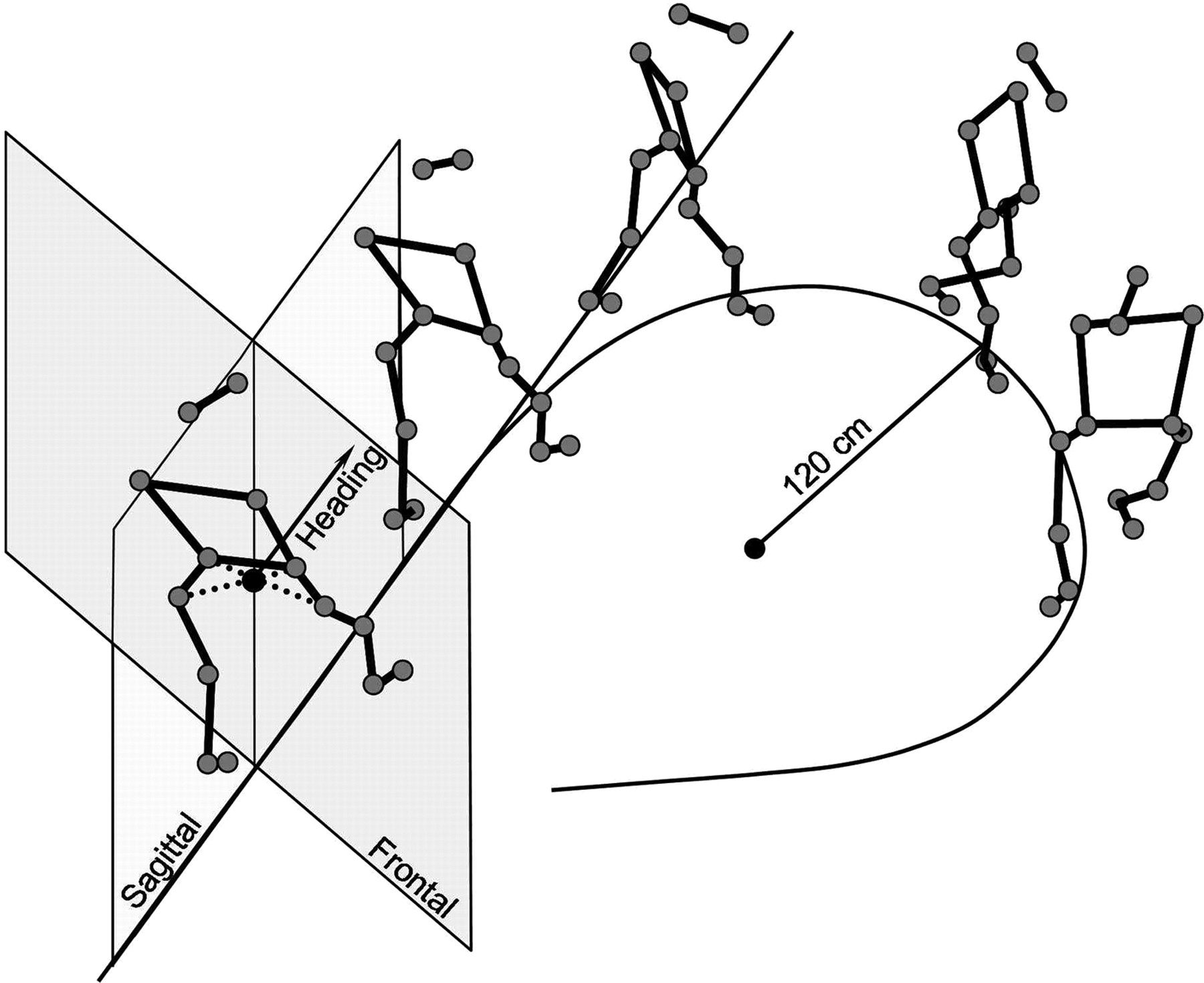FIG . 1. Stick diagram shows typical body movements during curved walking. Point at the intersection of the dotted lines joining the hip and greater trochanter of left and right body sides in the first stick on the left is the body midpoint . Vector represented at the level of the body midpoint indicates the instantaneous heading. Sagittal plane: vertical plane passing through the heading vector; the plane follows the vector's orientation during walking. Frontal plane: vertical plane perpendicular to the sagittal plane.