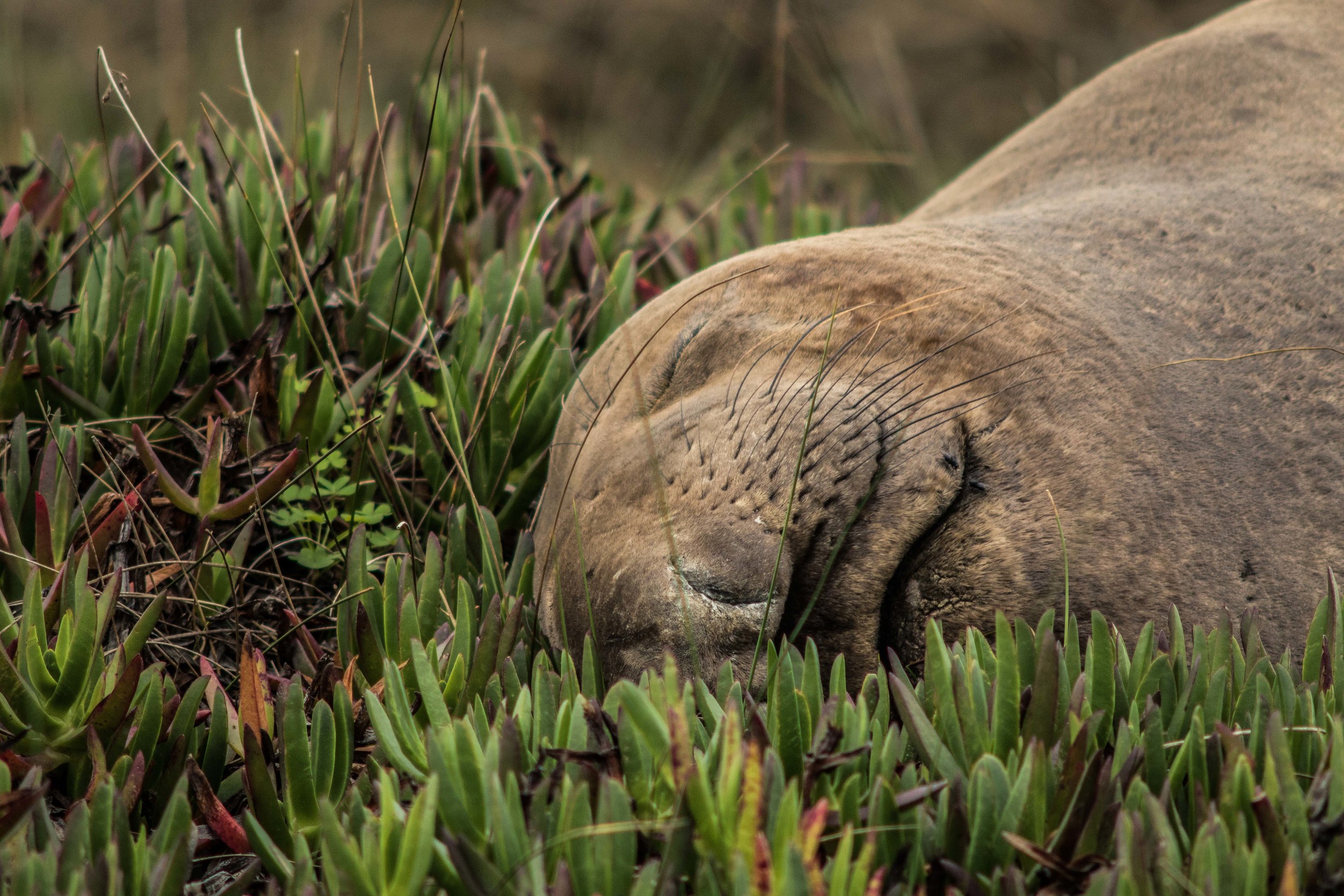 CA-PointReyes-ElephantSeal1-CU-2.jpg