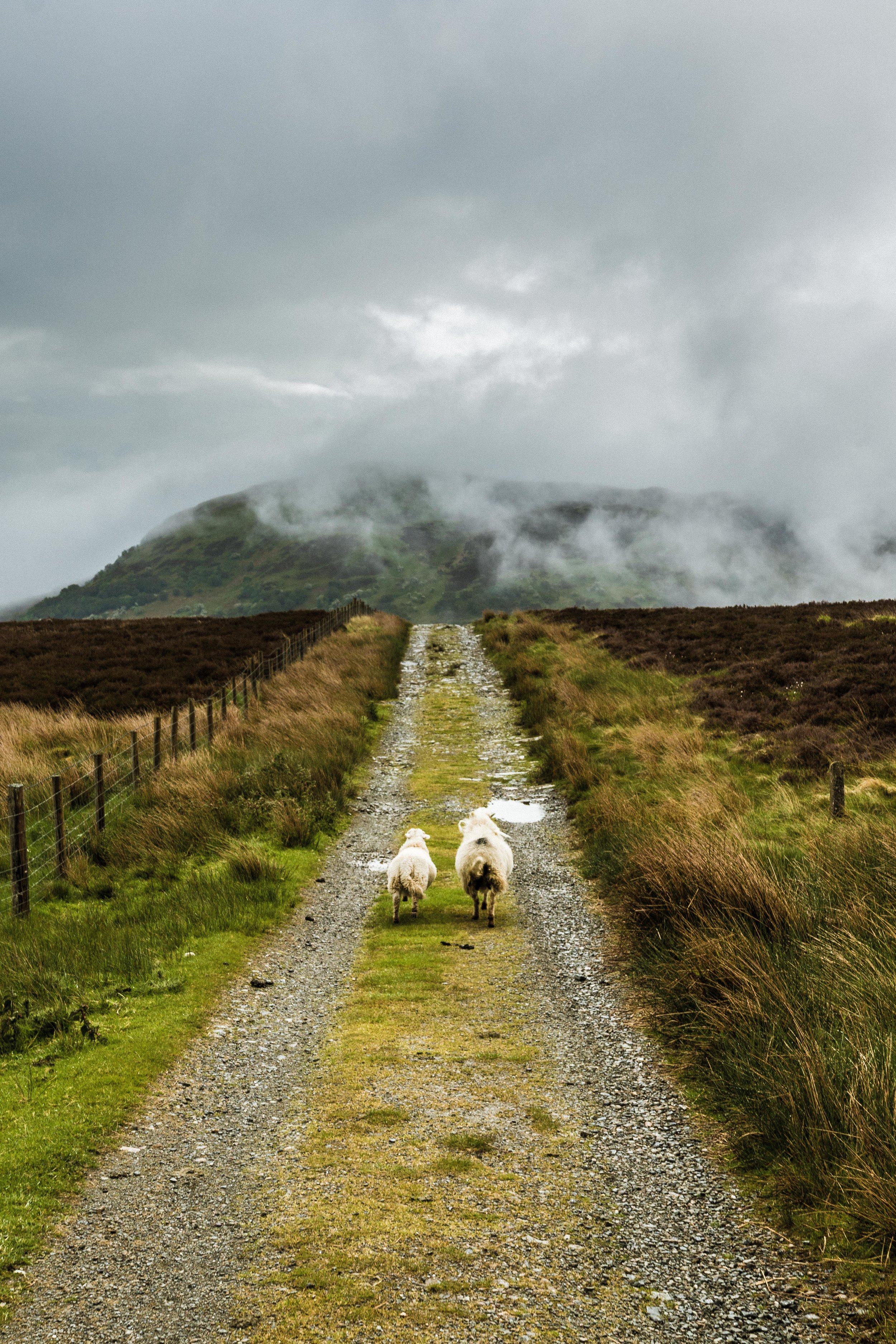 Wales-DulynTrackSheepRunningTowardsStorm1.jpg