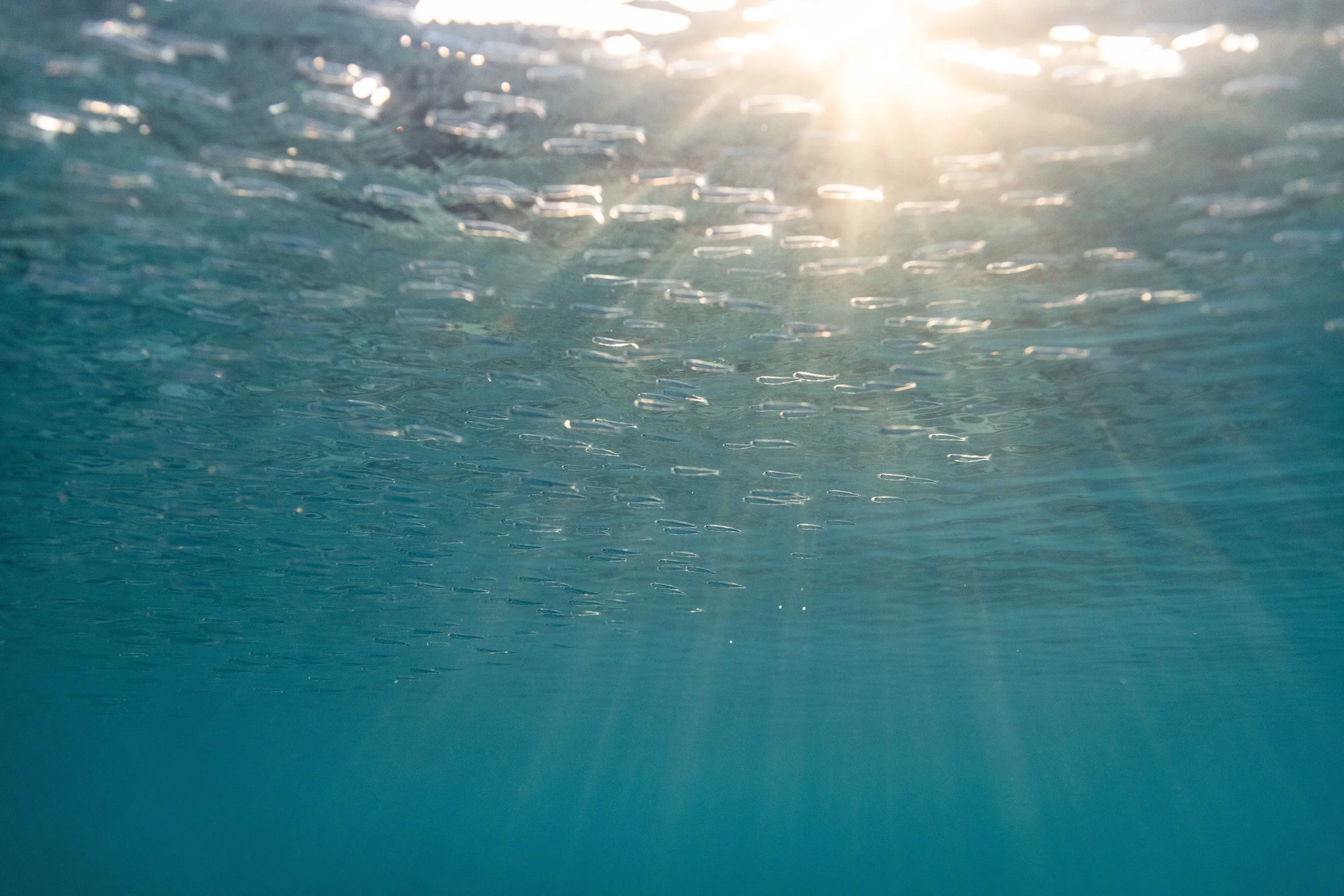 STJ-SaltPondBeach-Silversides1.jpg