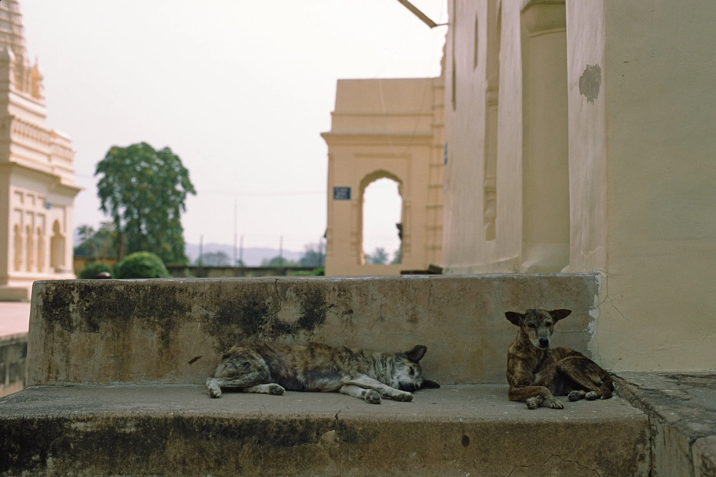 Ind-Khaj-DogsatJainTemple35mm1.jpg