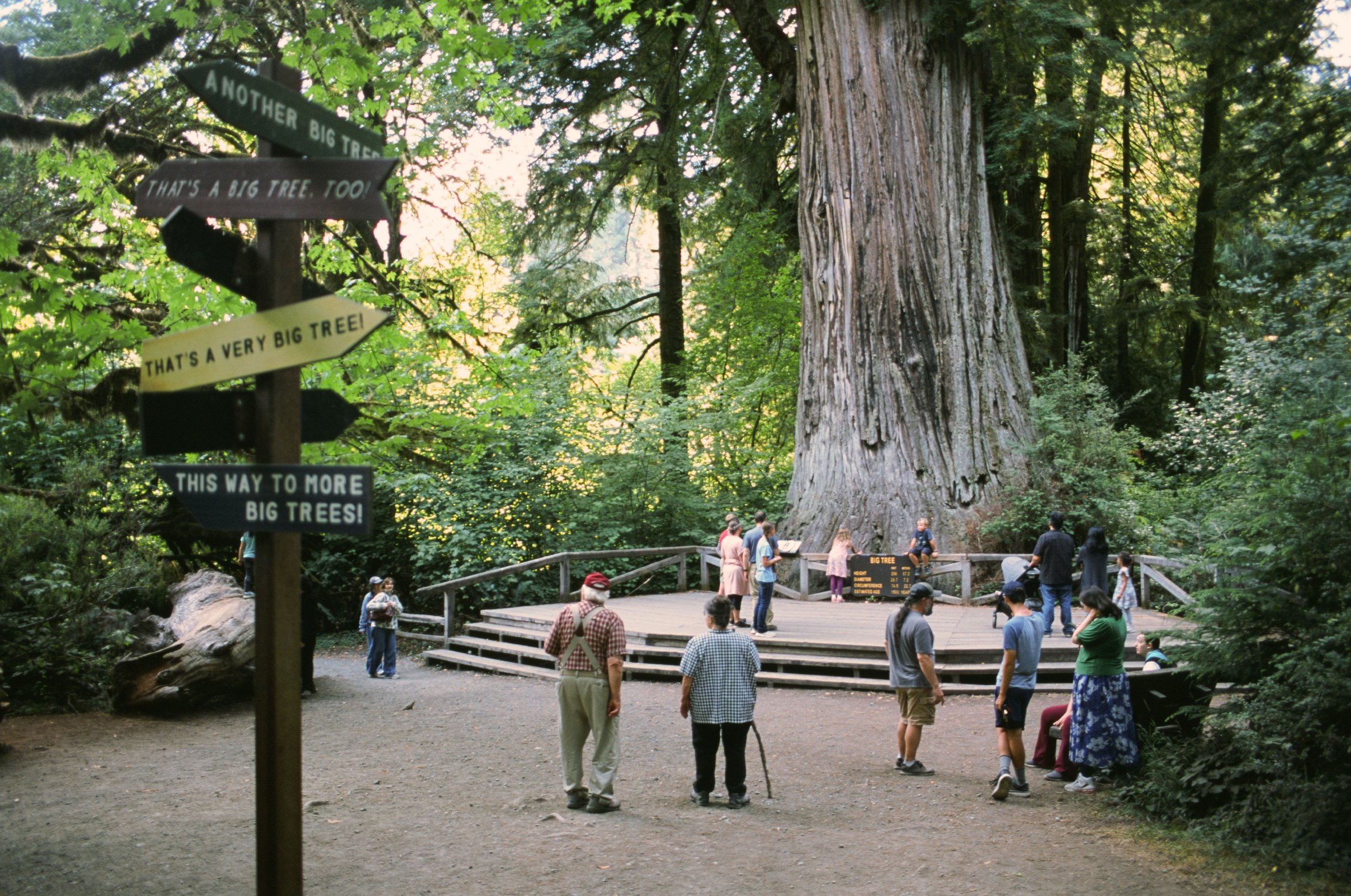 CA-RedwoodRoadTrip-Provia-000182210033.jpg