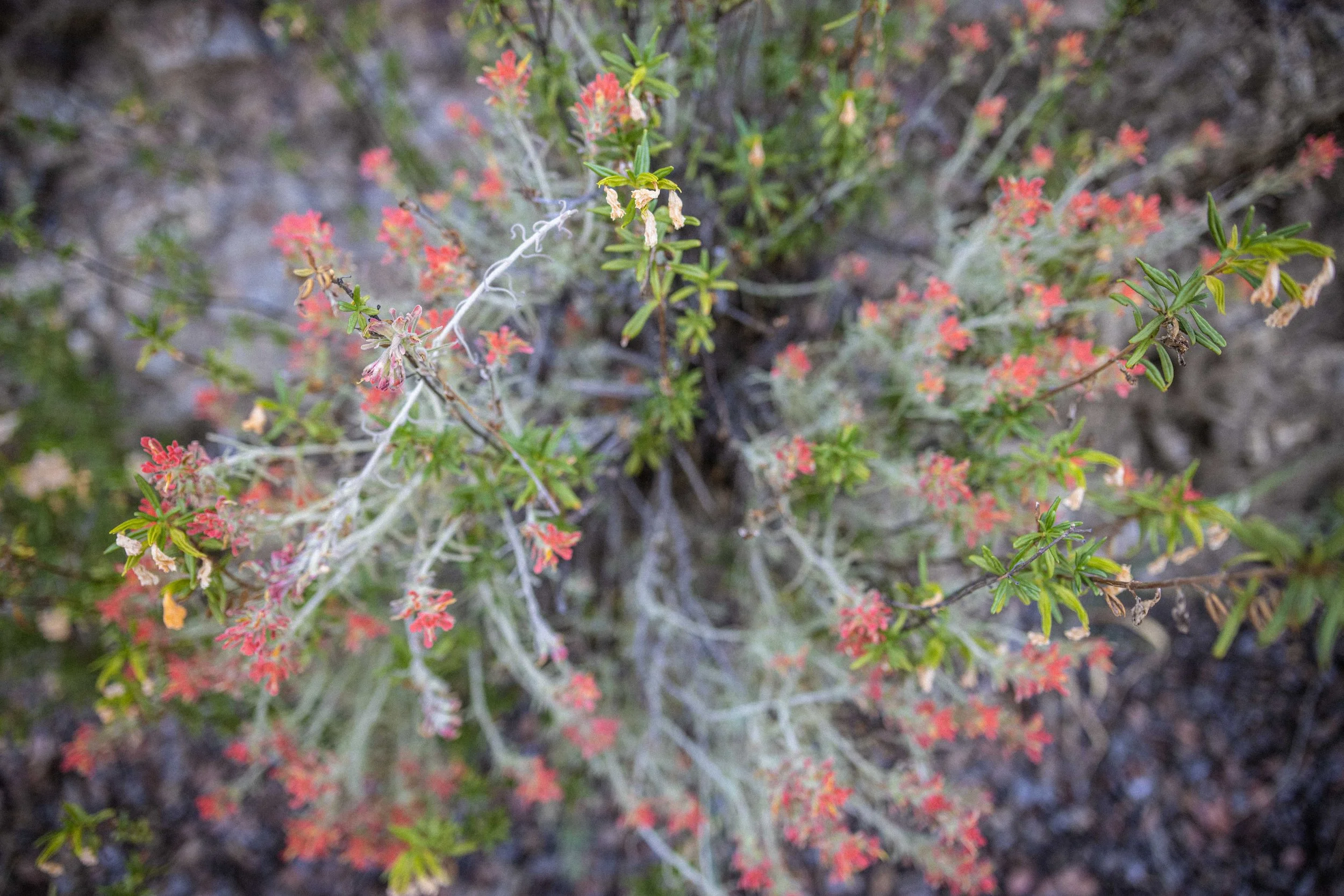 CA-ArroyoSecoRushes-37.jpg