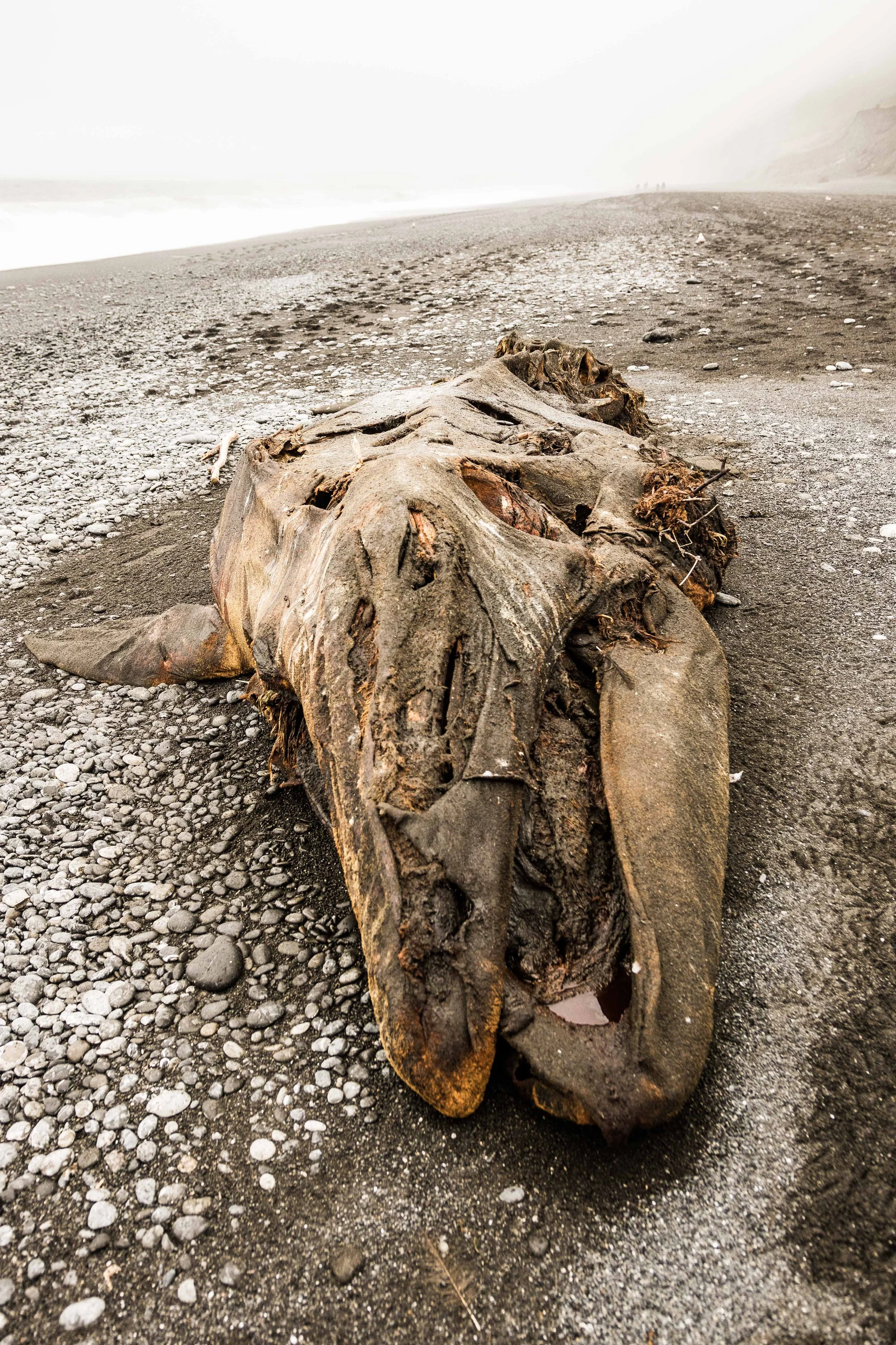 CA-LostCoast-DeadWhale.jpg