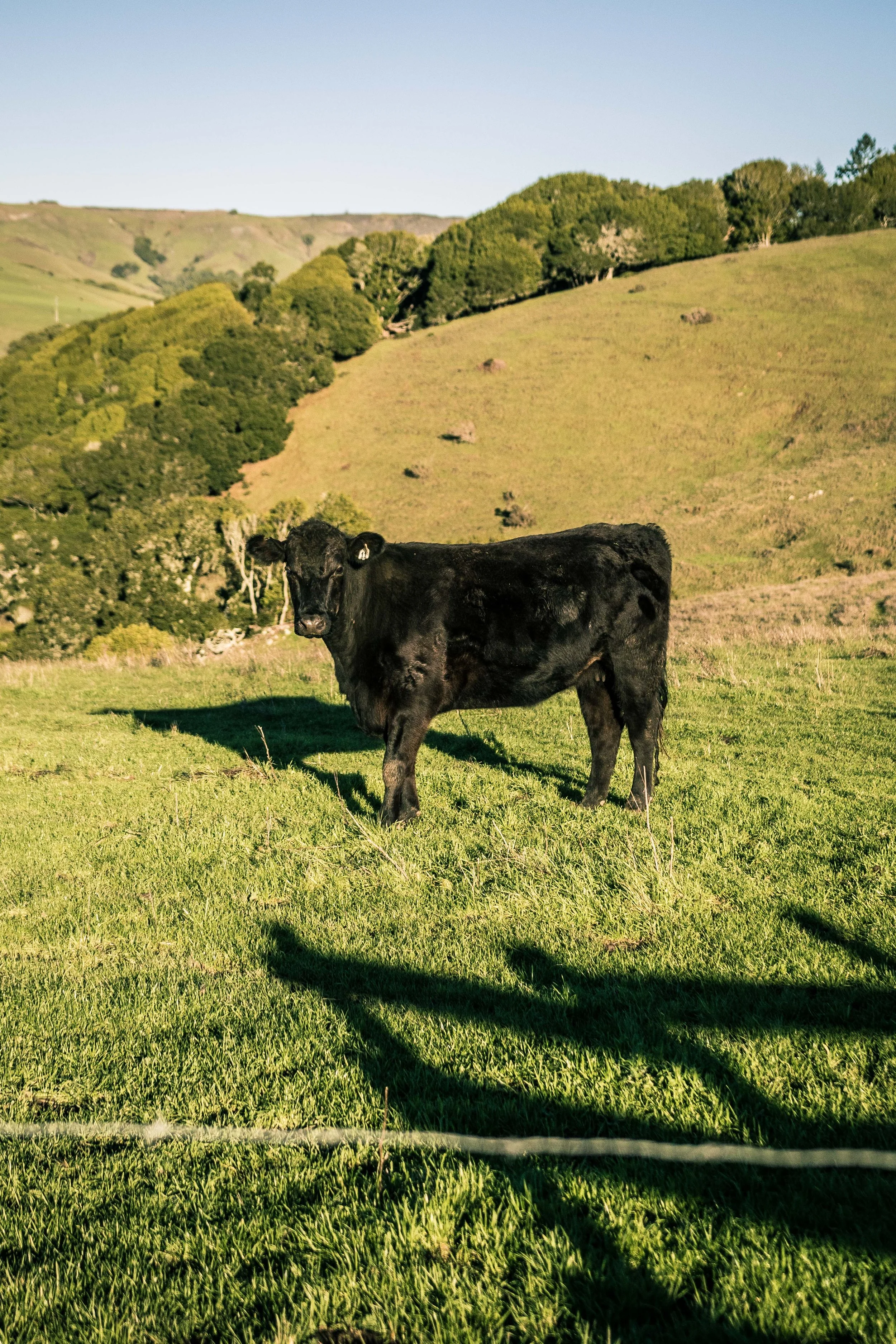 CA-BolinasRidge-Cow1.jpg