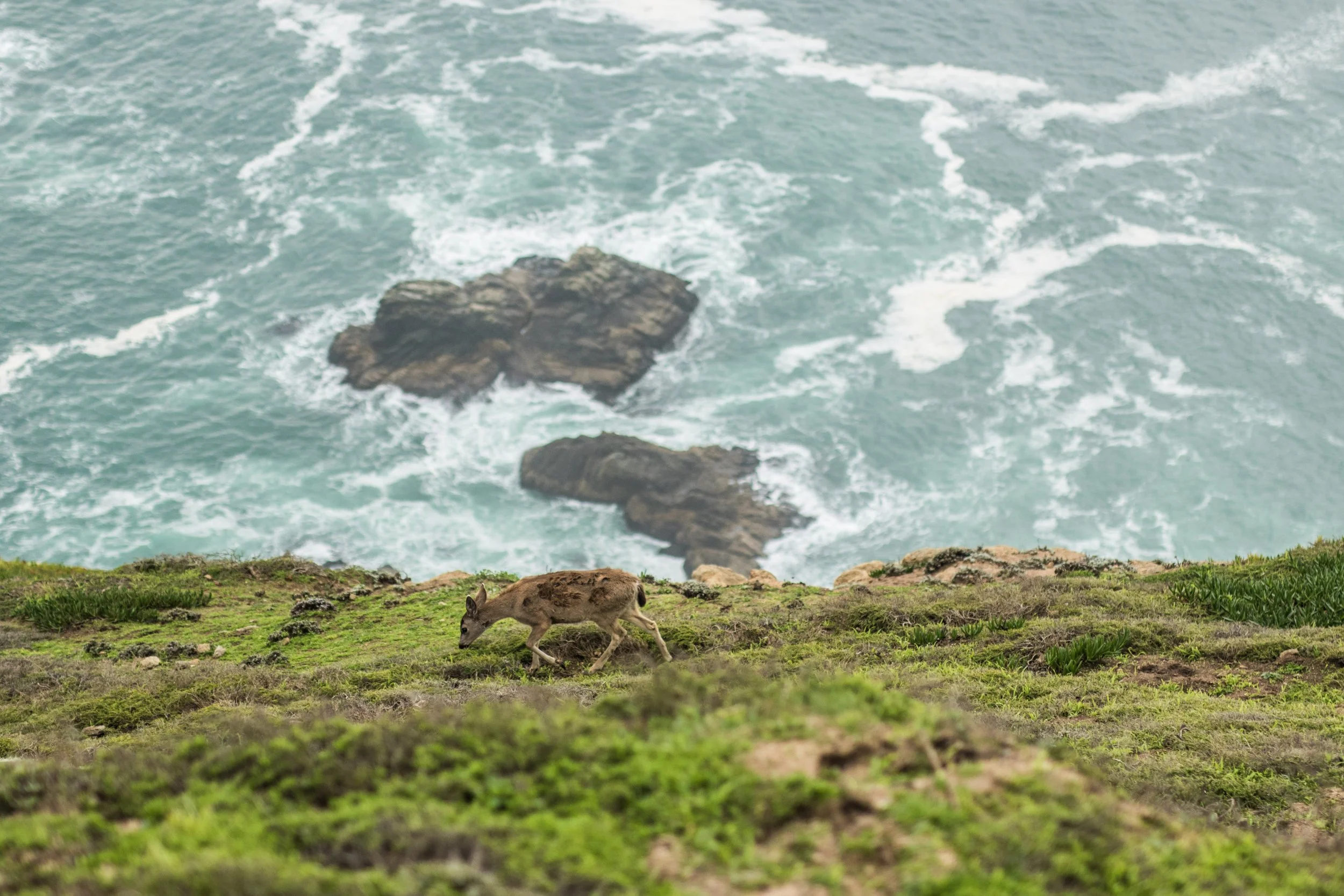 CA-PointReyes-DoeCliffs2-2.jpg