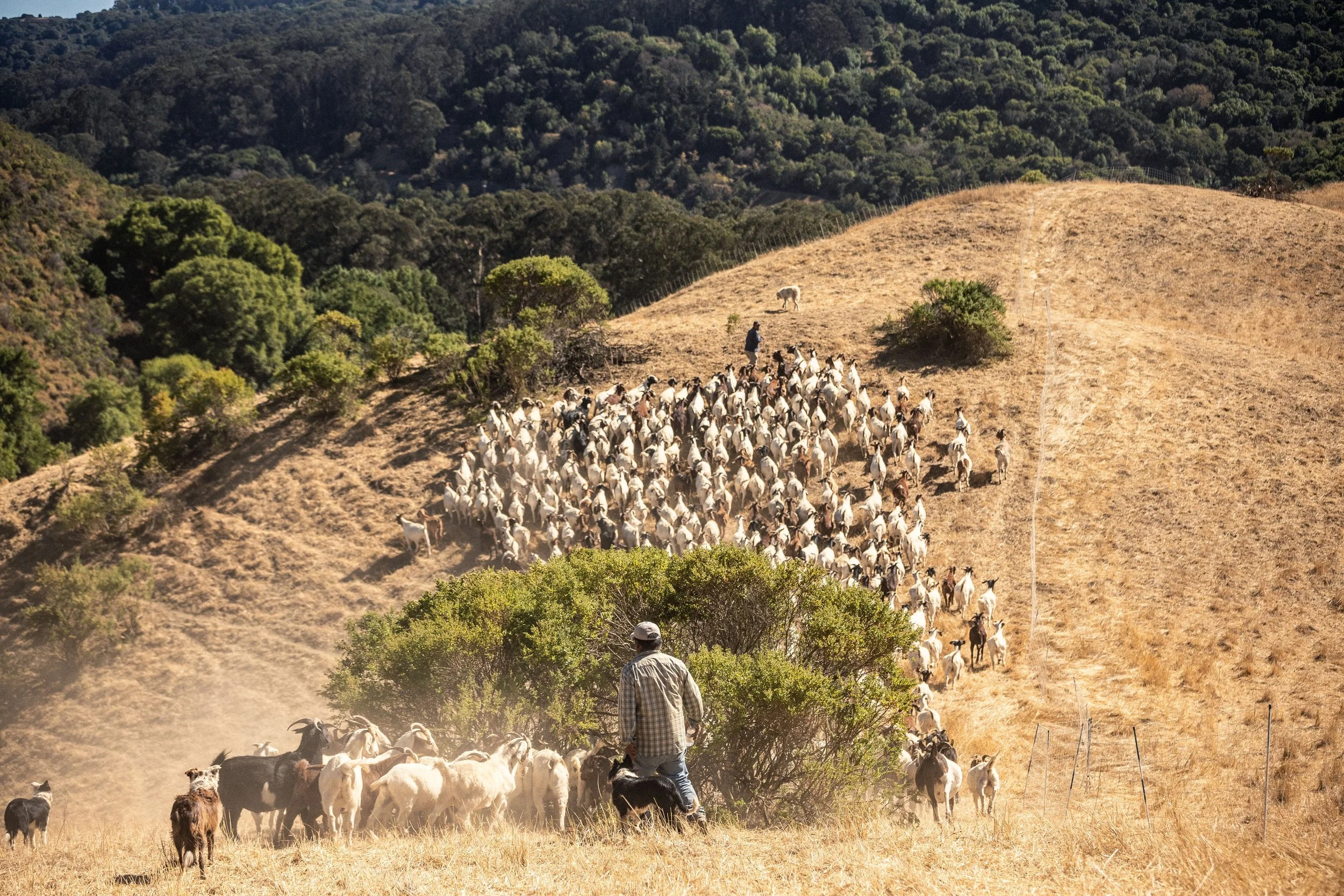 ca-elsobrante-starcreekgoats-16.jpeg
