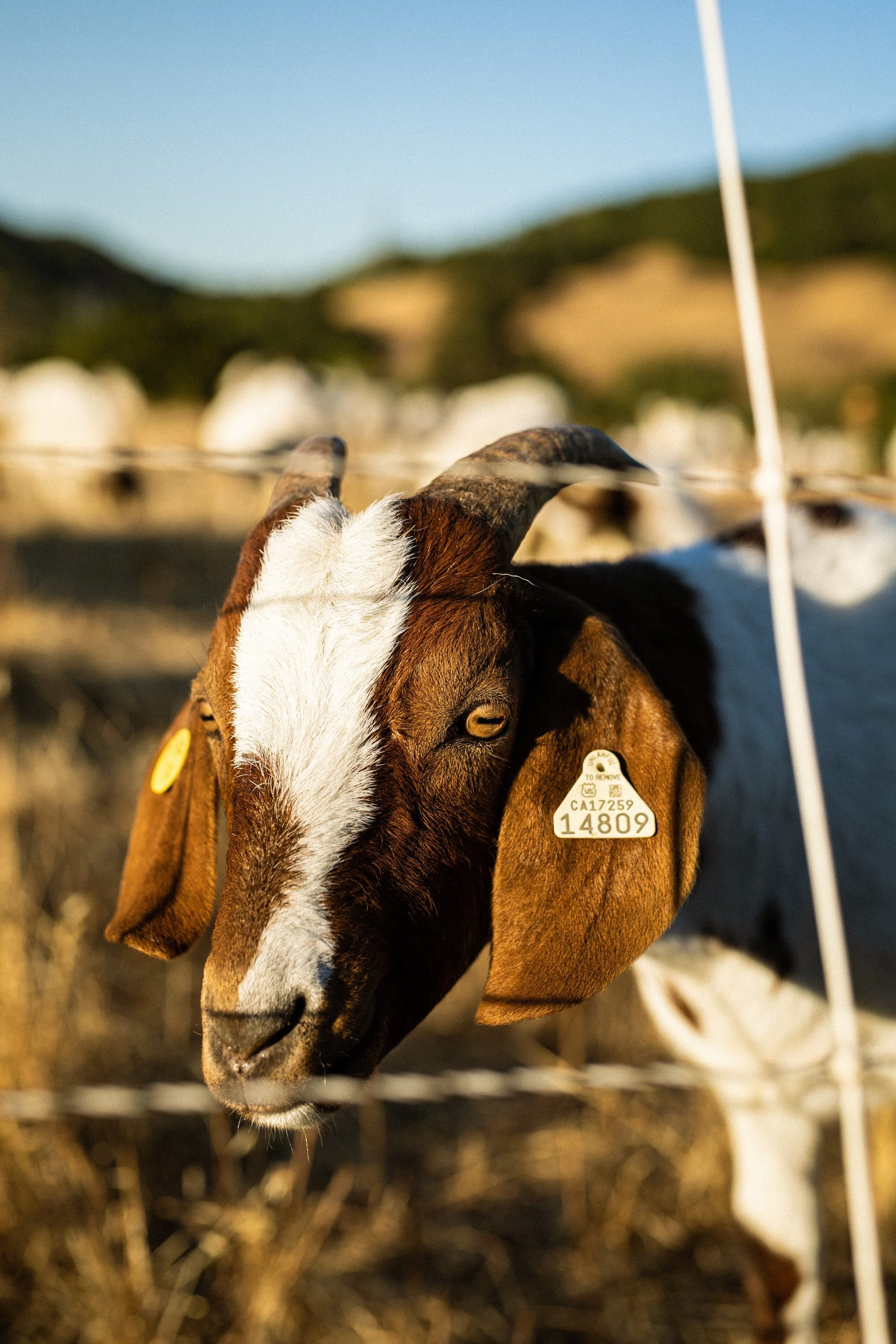 ca-elsobrante-starcreekgoats-7.jpeg