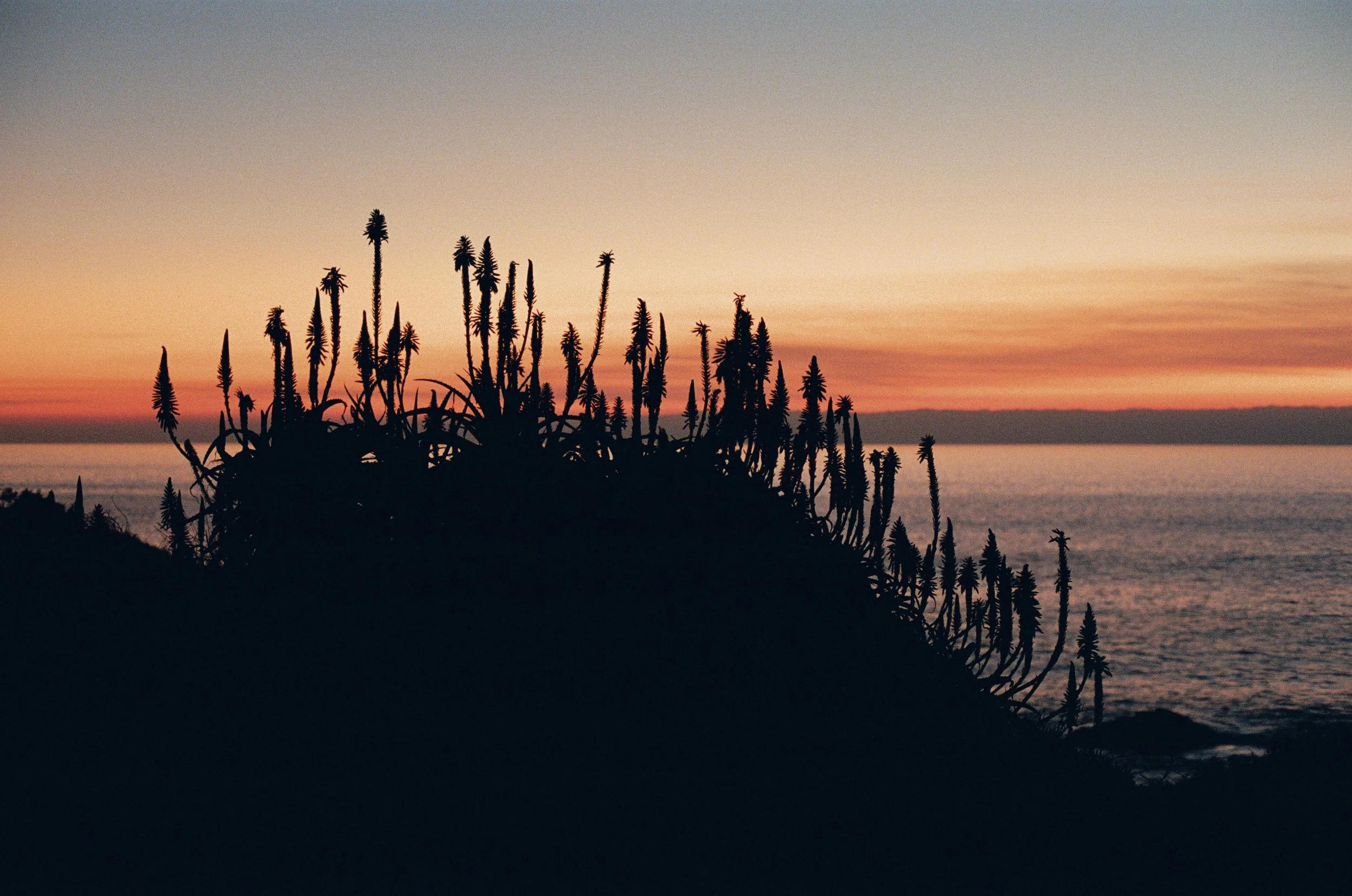 CA-Stinson-SteepRavine-SunsetFlowers1.jpg