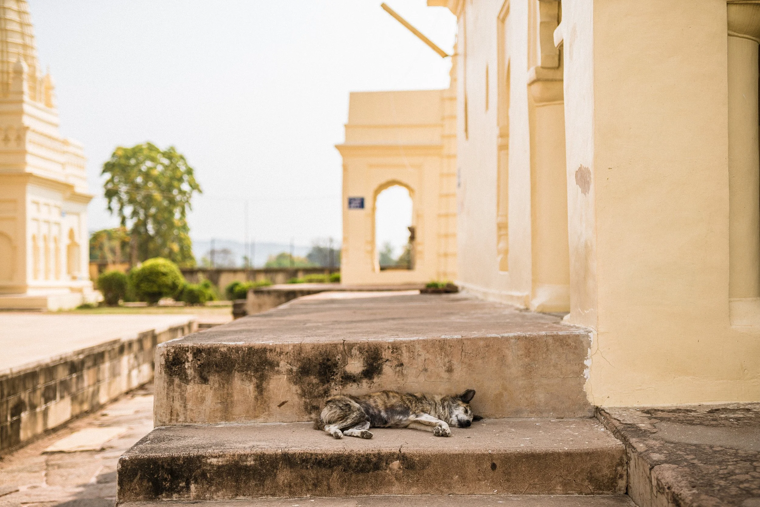 Ind-KhajTemplesDogSleepingAlt.jpeg