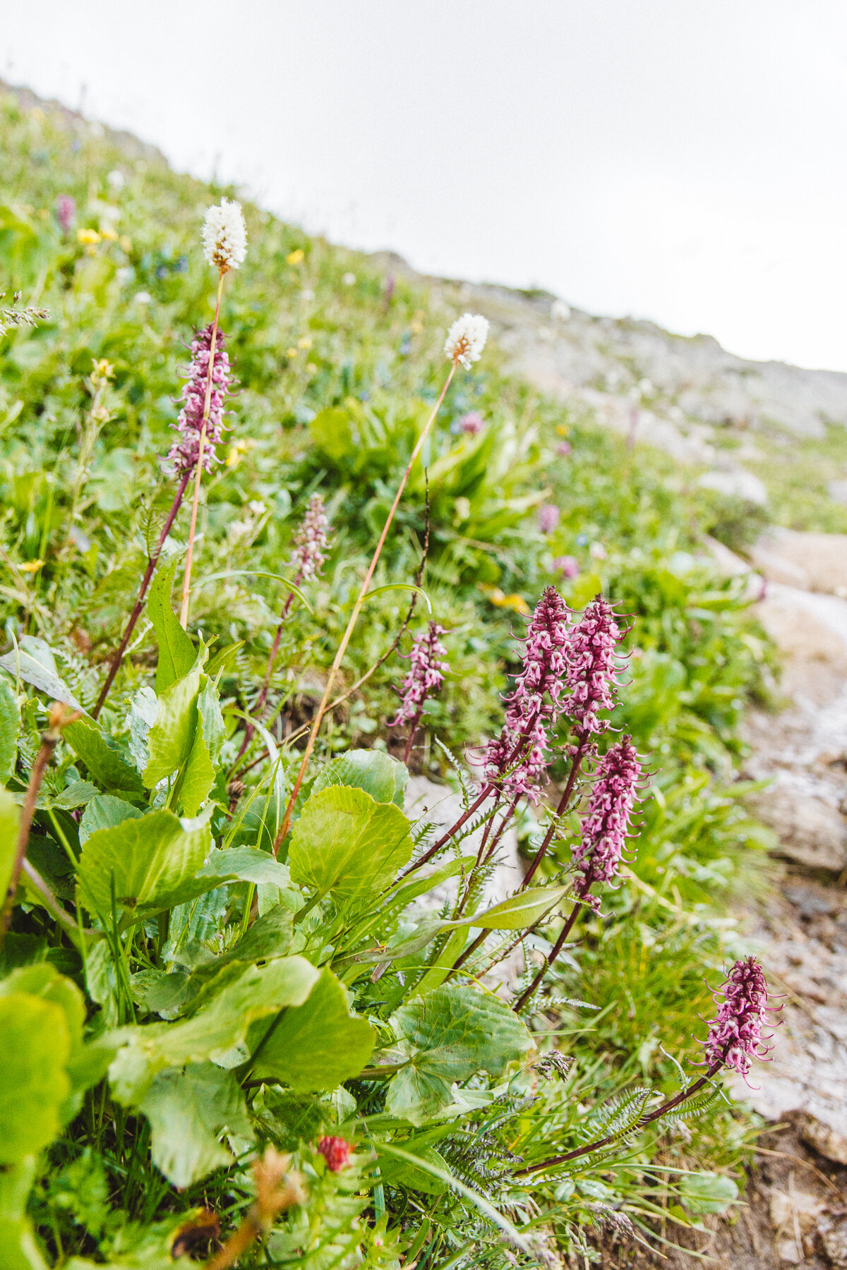 Colorado_FancyPassMissouriLakesLoop__Canon_July17_210-28.jpg