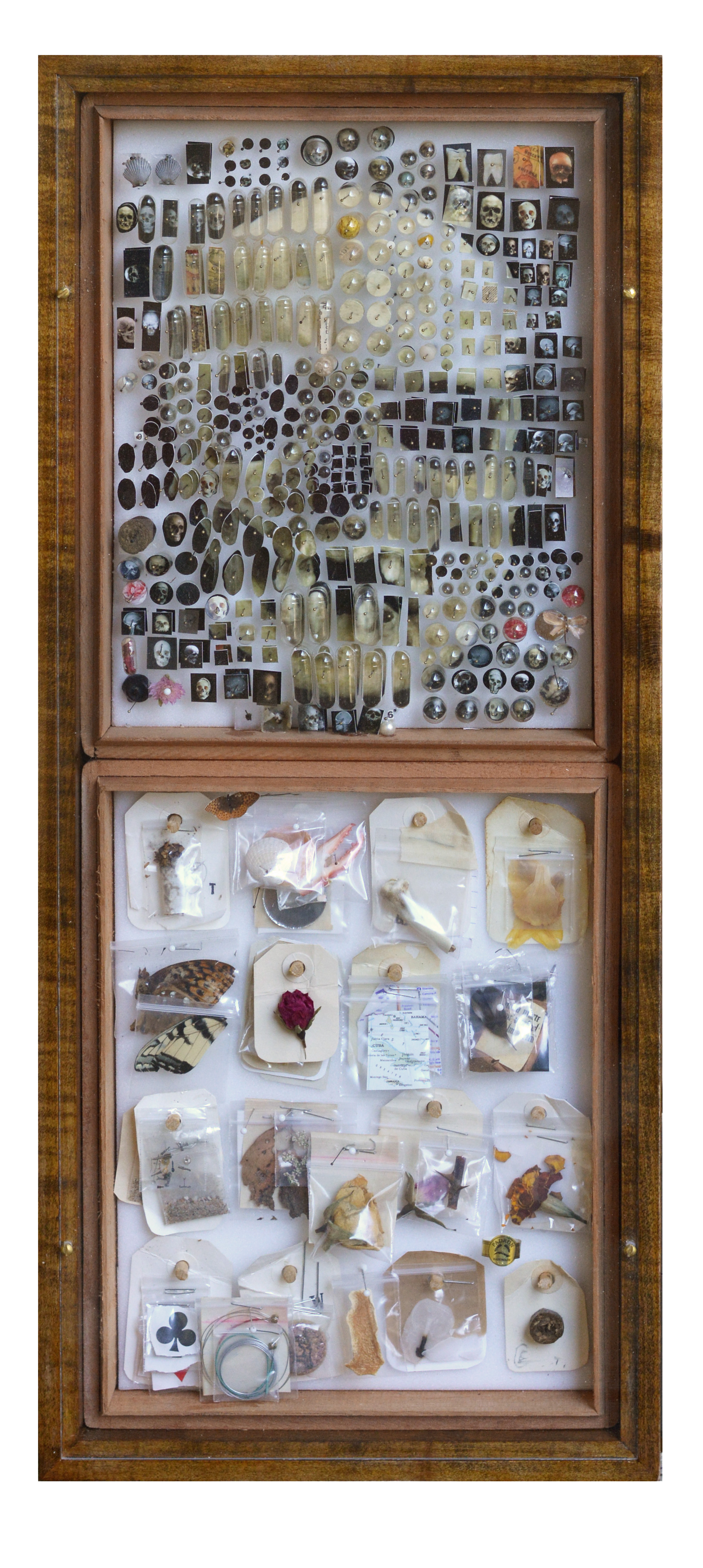 Specimen v 06