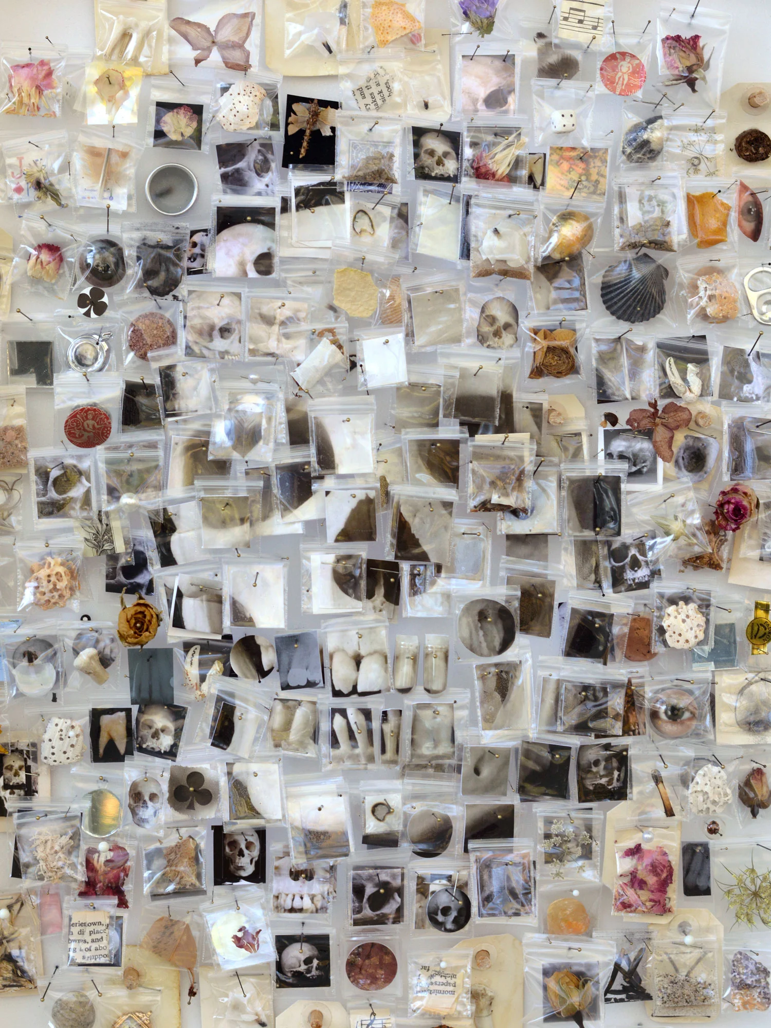 Specimen v 12