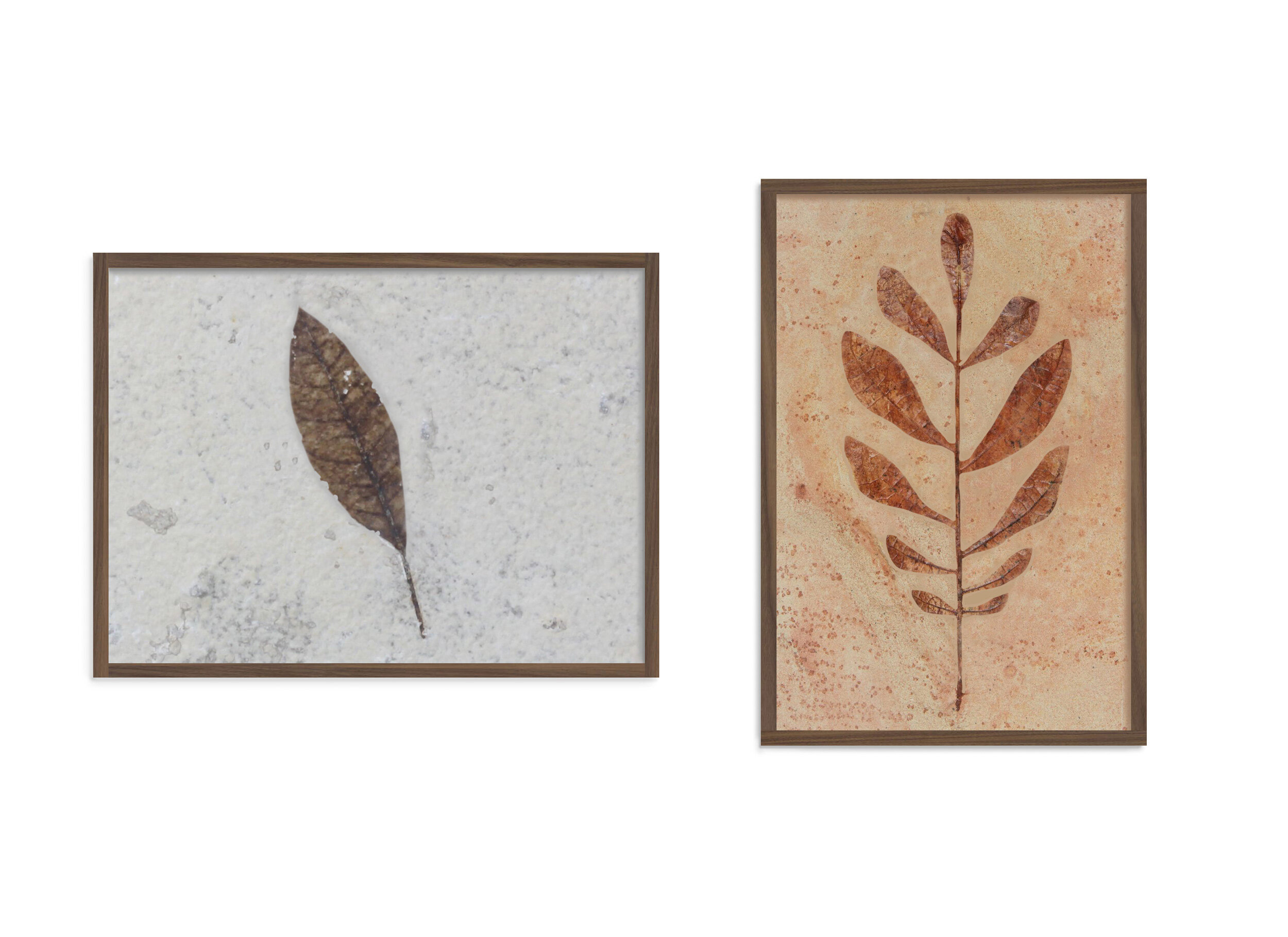 Quercus excogitata fossils -