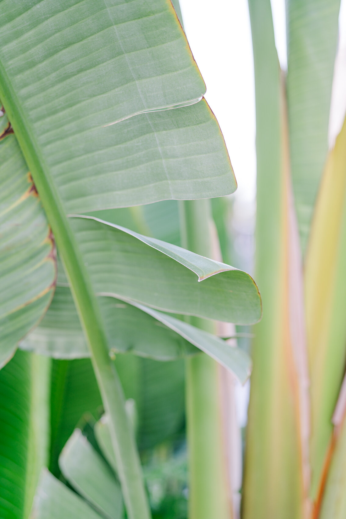 Interior-Photography-garden-nature-plants-ClaraTuma_14.jpg