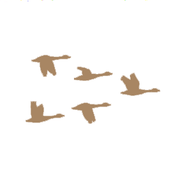 birdies.png