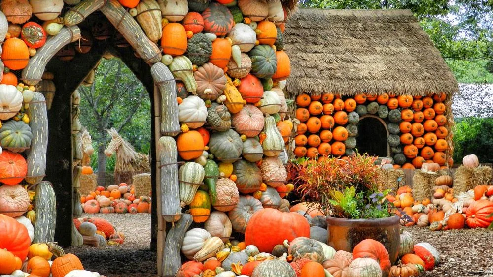 Dallas Arboretum's Pumpkin Patch