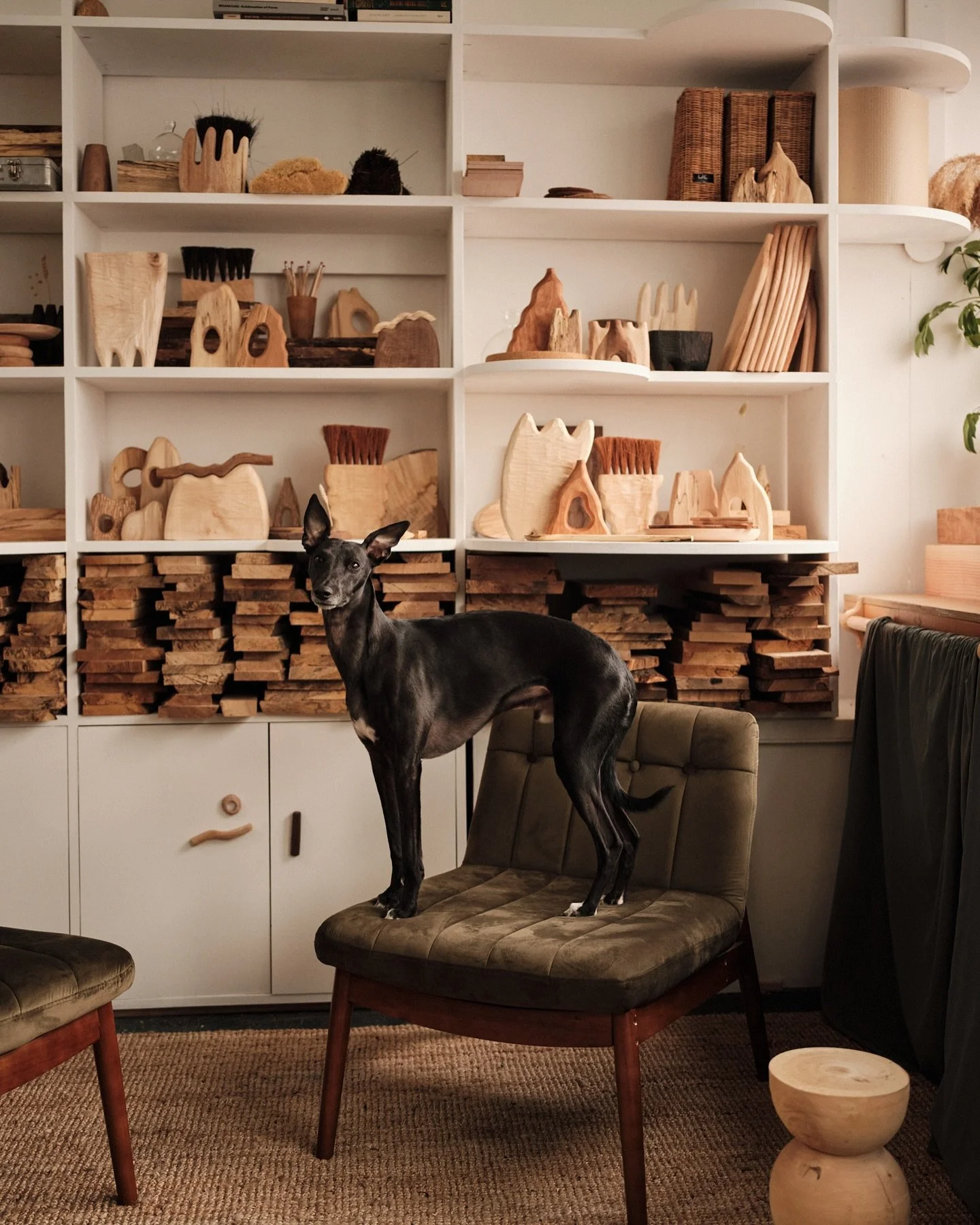 This sweet silky pharaoh turns 7 today. He&rsquo;s been such a good friend over what has been a really difficult year. The biggest attention seeker, loves everyone that comes to visit the studio, will always try and sit on a strangers lap on the trai