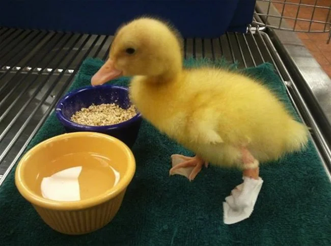3D-printed foot helps Buttercup the disabled duck walk again