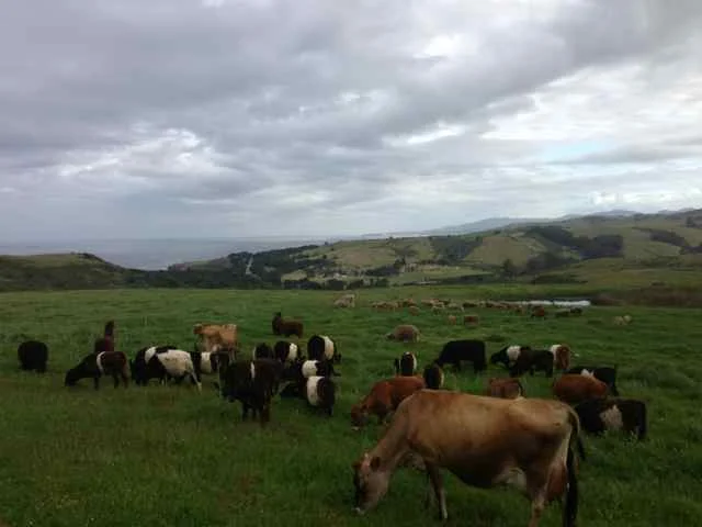 Mid-Peninsula Regional Open Space District for leasing us our home ranch. TOTO Ranch in San Gregorio, CA