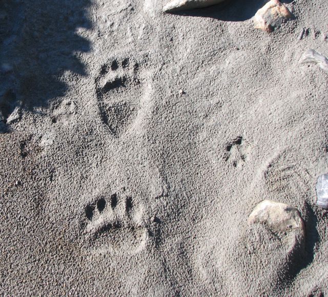 bear tracks.jpg