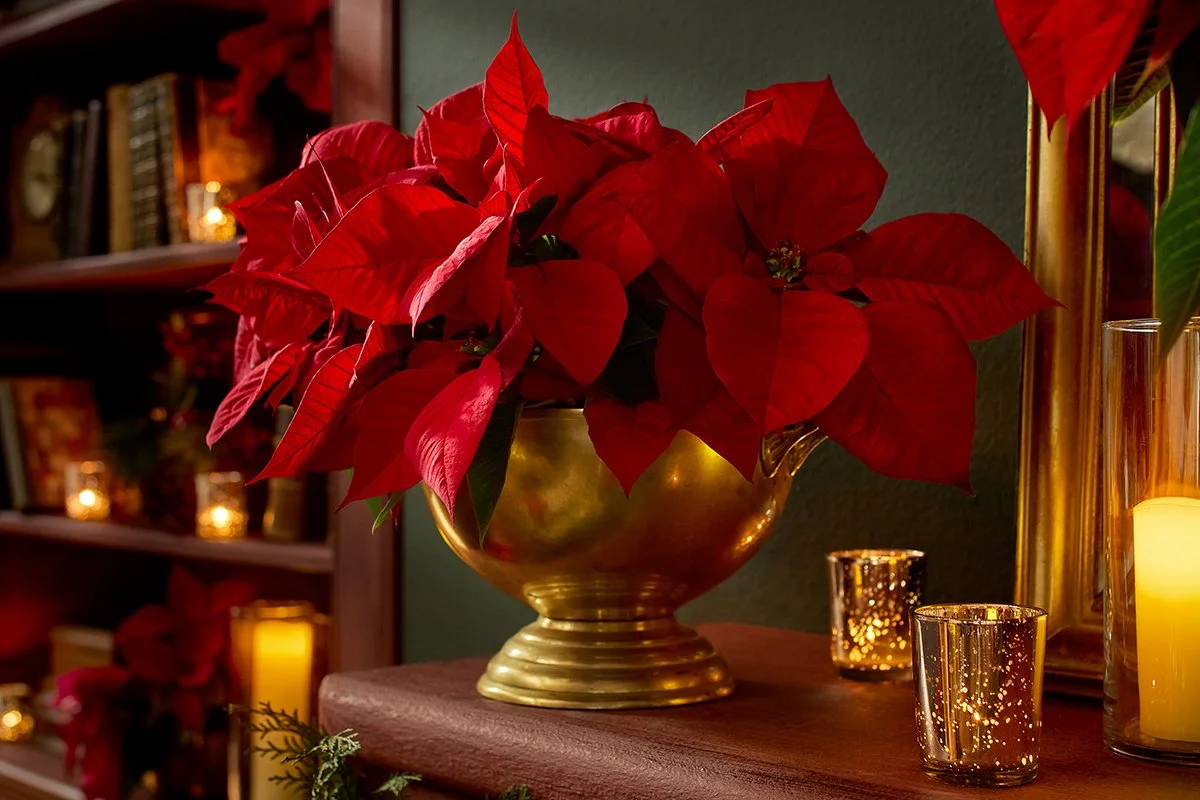 16_FY25_PoinsettiasandPets_HowTo_L.jpg
