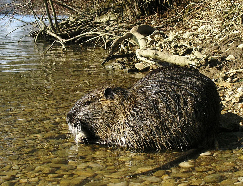 Nutria_(Myocastor_coypus).jpg