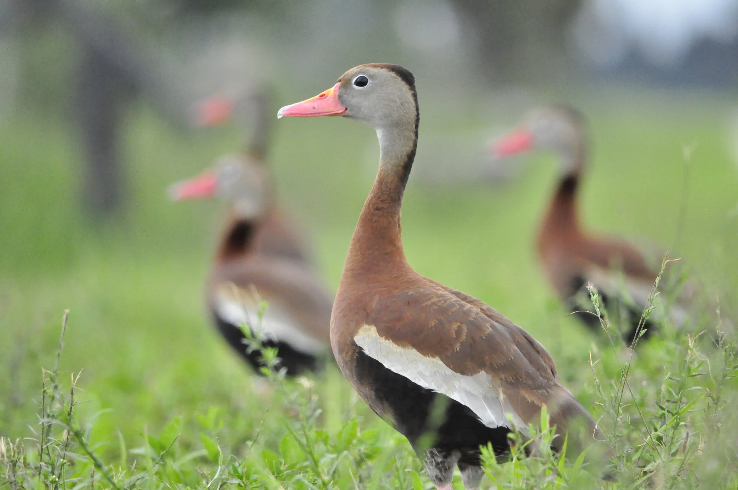    Photographer ddarbela   