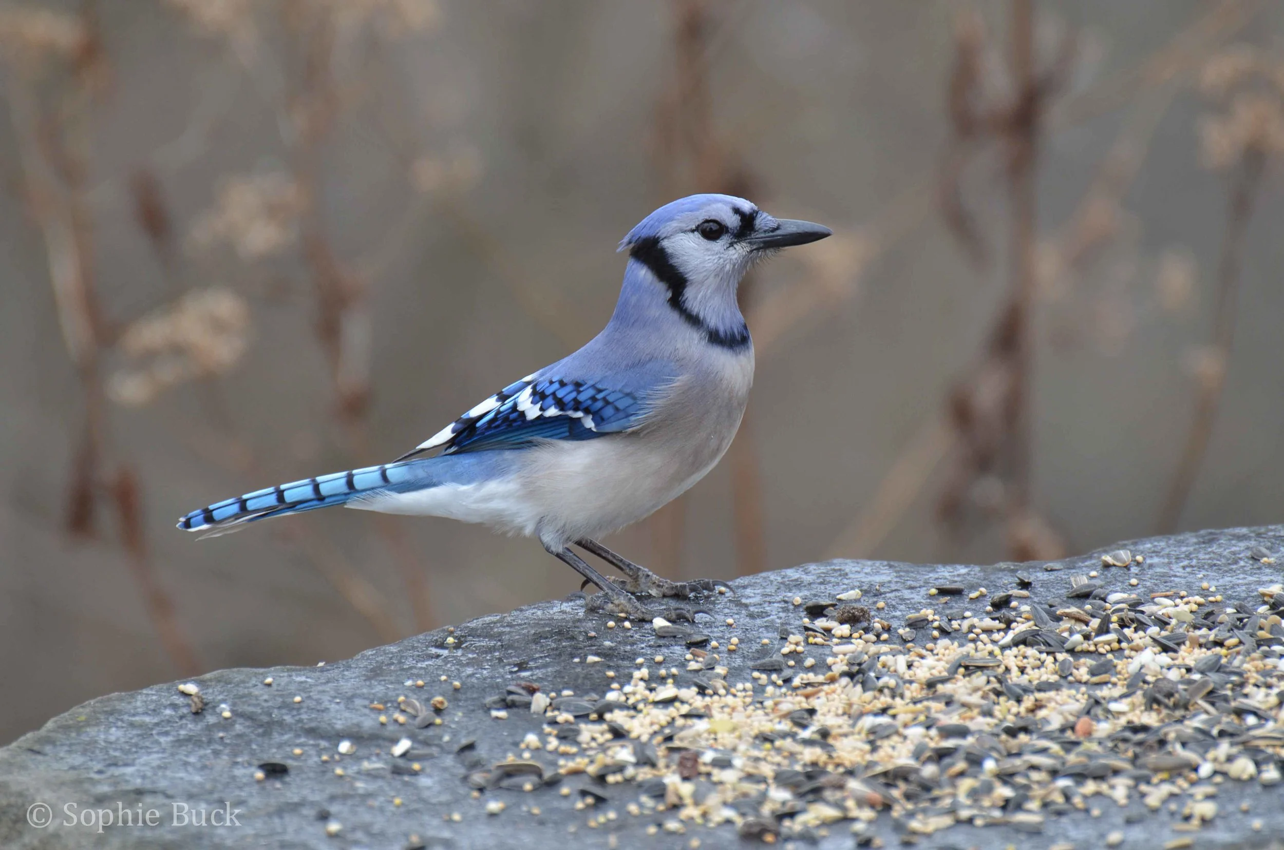 Photographer Sophie Buck