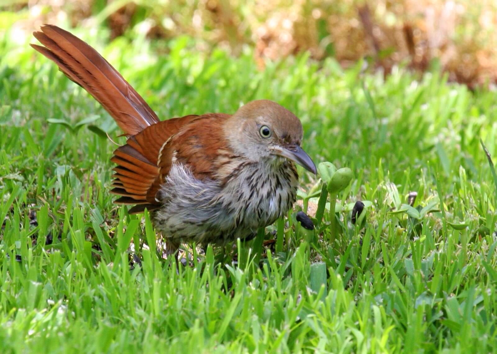 small woodland songbird small woodland songbird