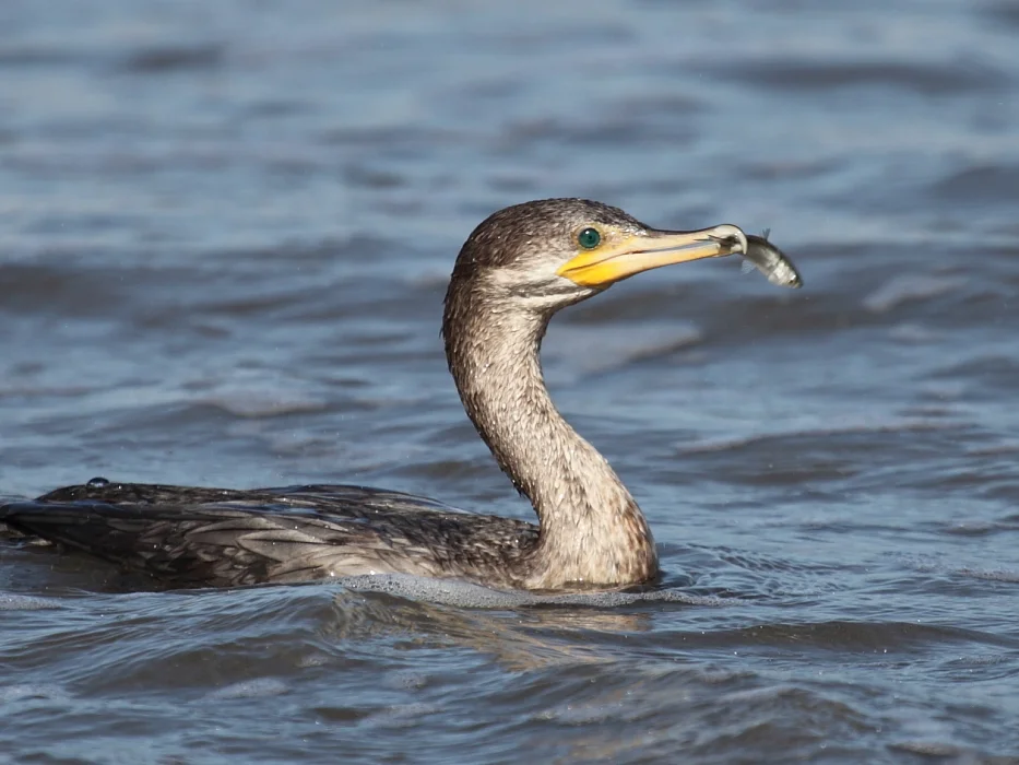 Photographer Jim Bachman