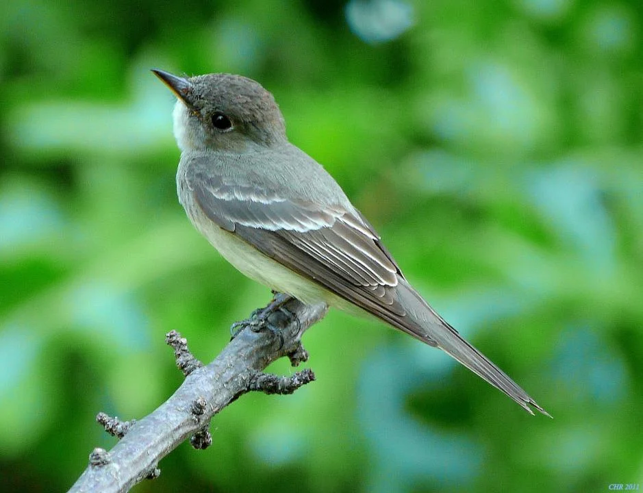 Eastern Wood Pewee Vs Phoebe