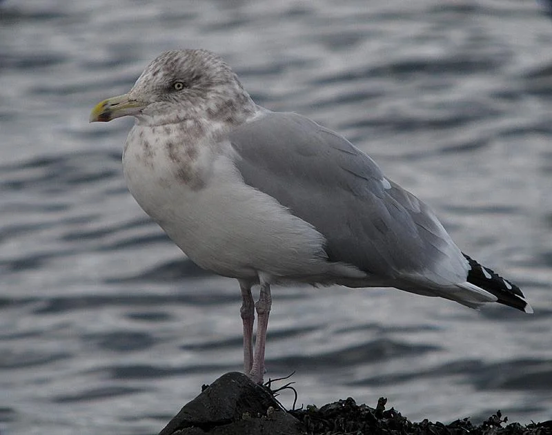 Harring Gull