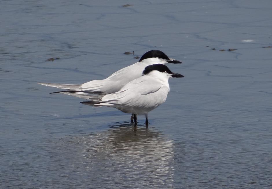 Gull-billed Tern