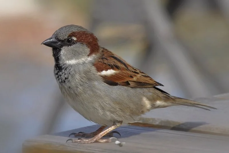 Male