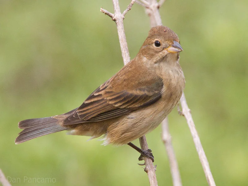Female