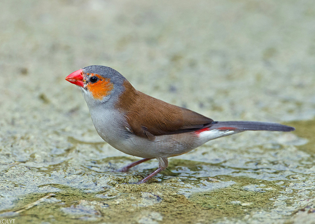 Photographer Andy_LYT