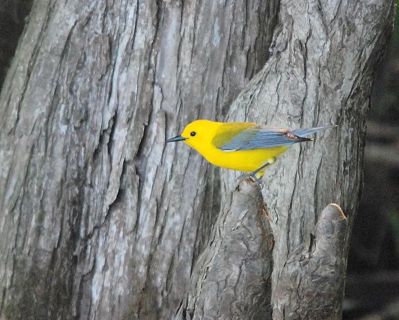    Photographer Tadeusz Starwarczyk   