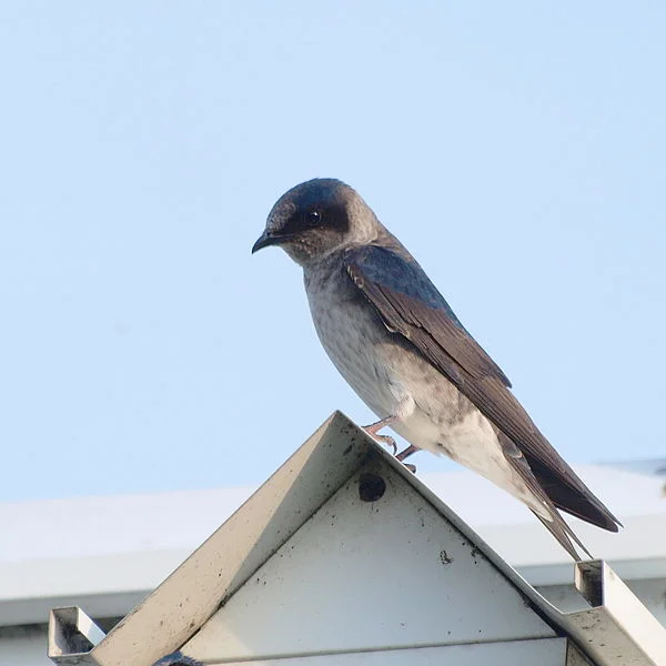 Female