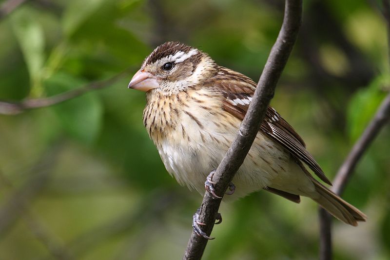 Female