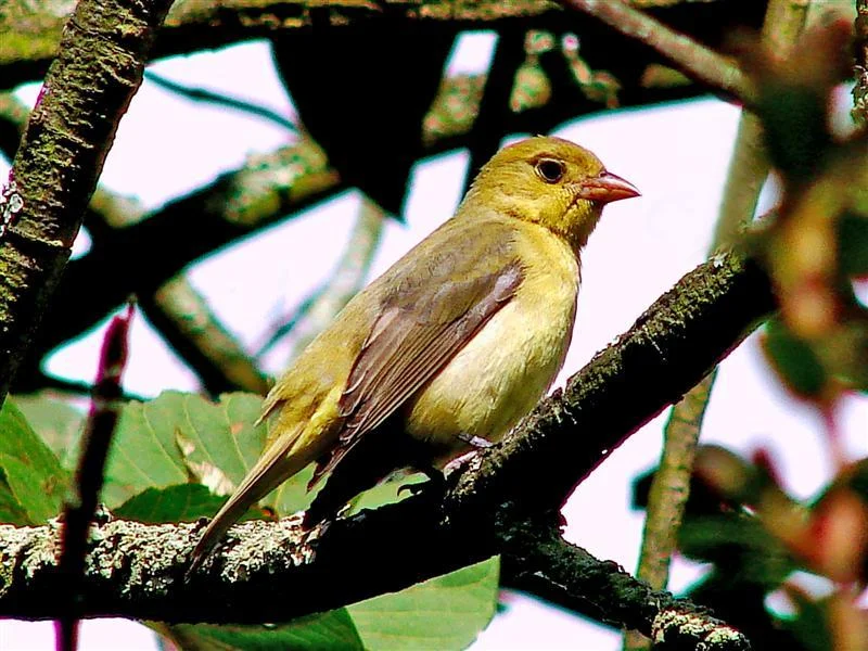 Female
