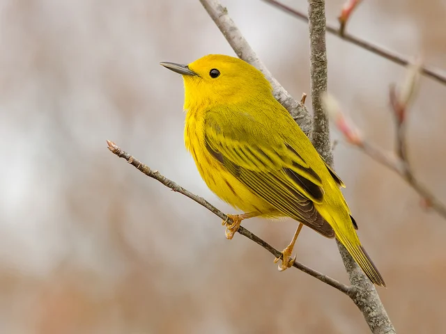 Photographer Peter Brannon