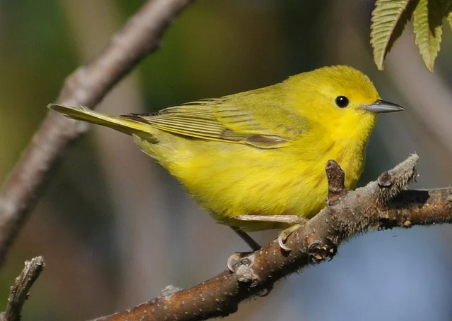 Photographer Jean-François Hic
