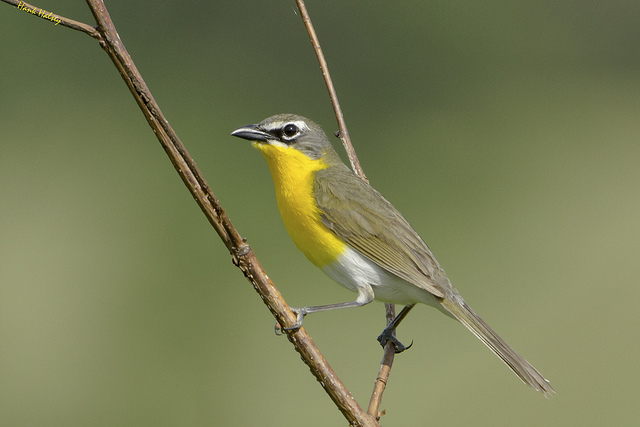    Photographer Hank Halsey   