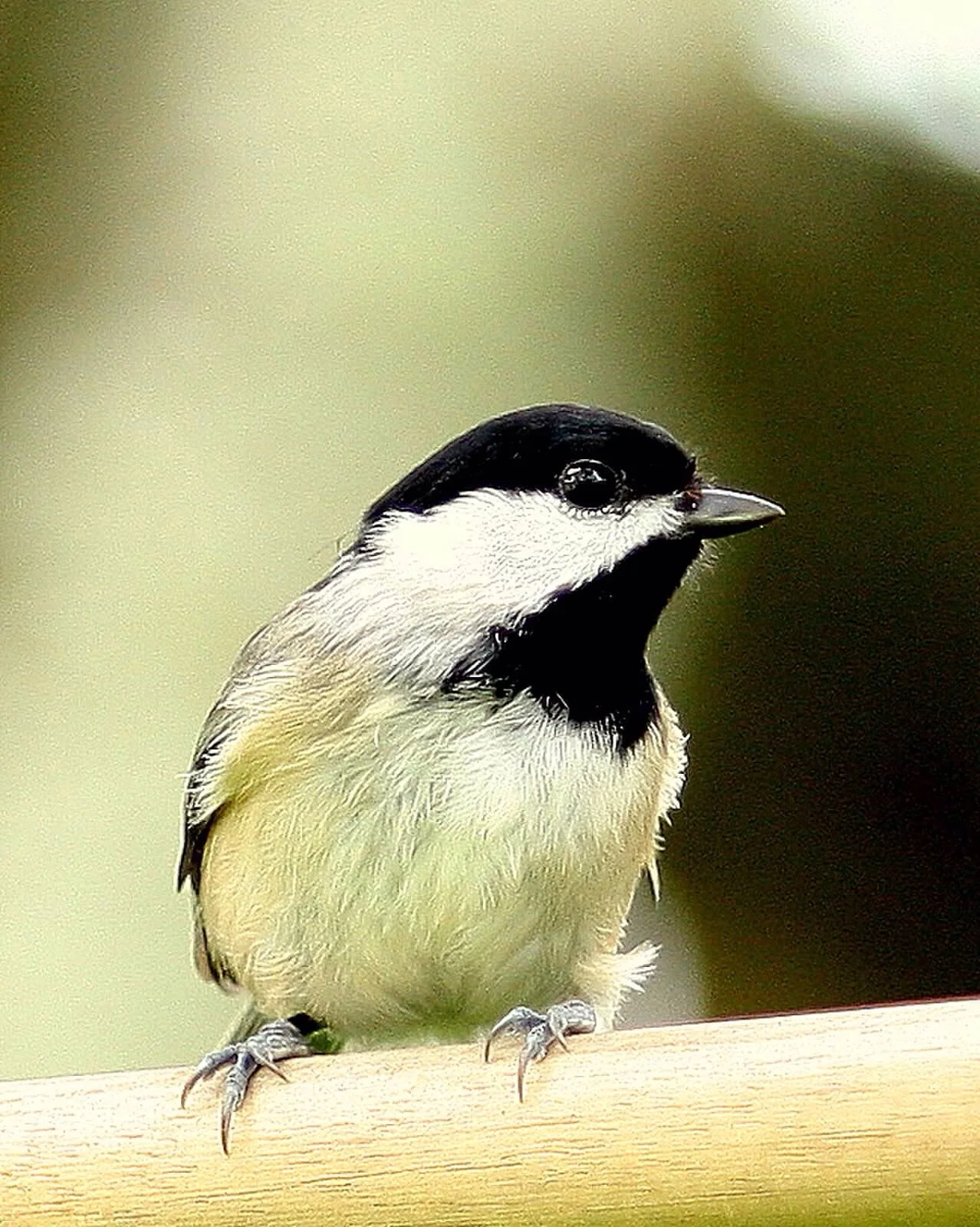 Photographer Jblanke