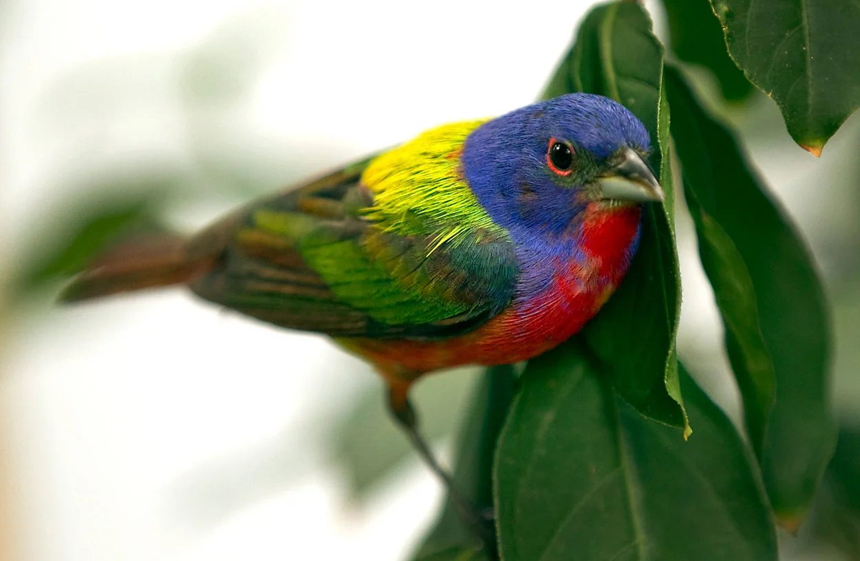 Painted Bunting-Right.jpg