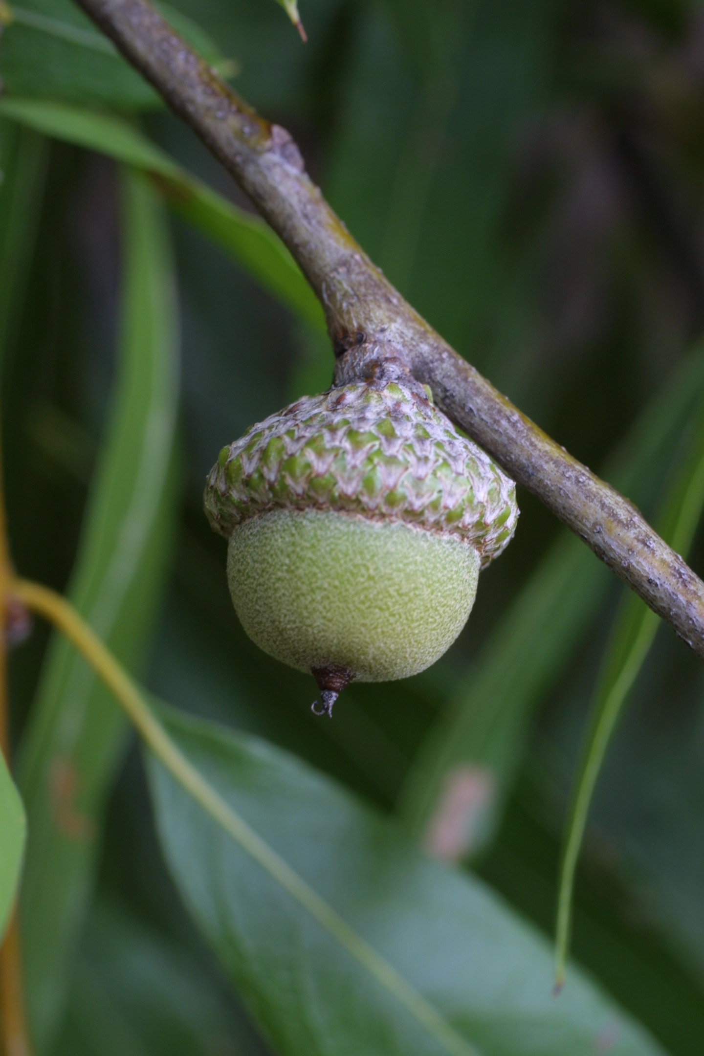 Willow Oak Acorn