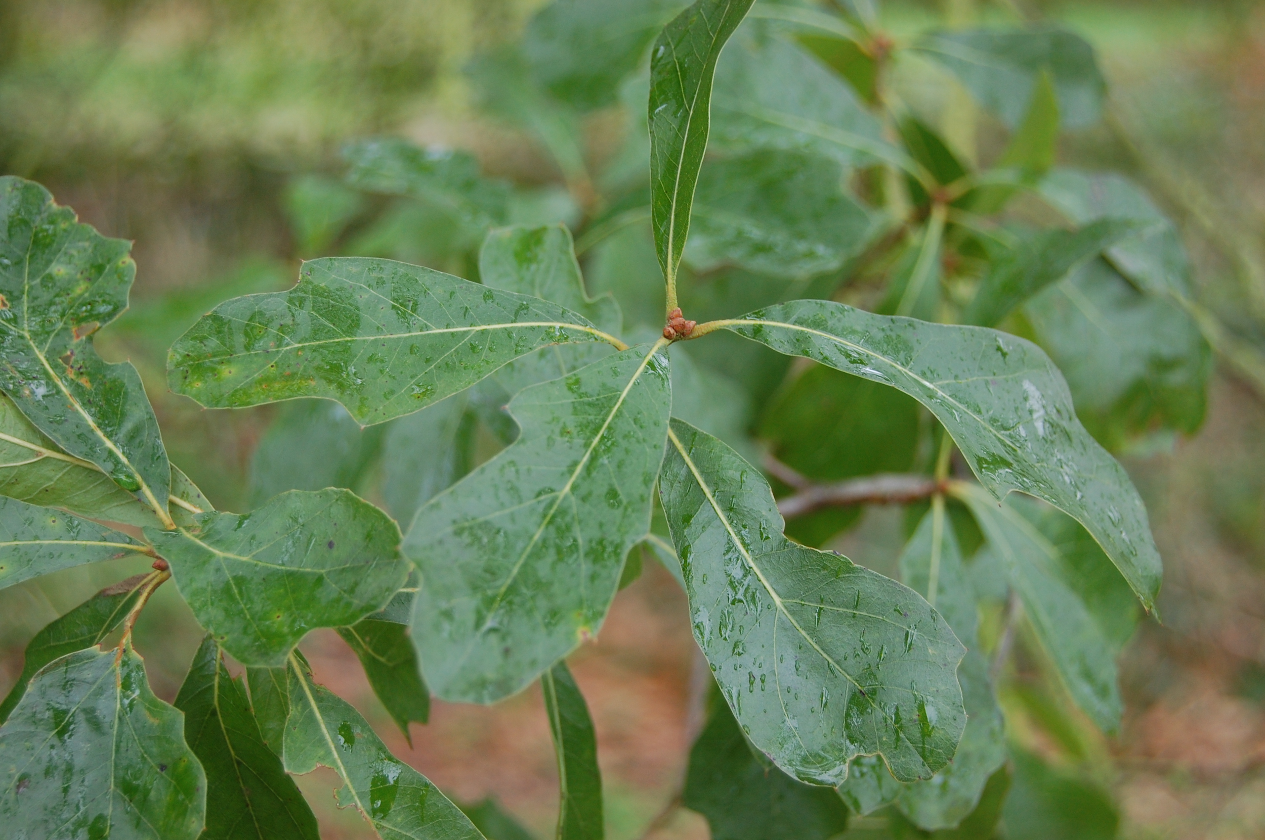 Water Oak Leaf Cluster