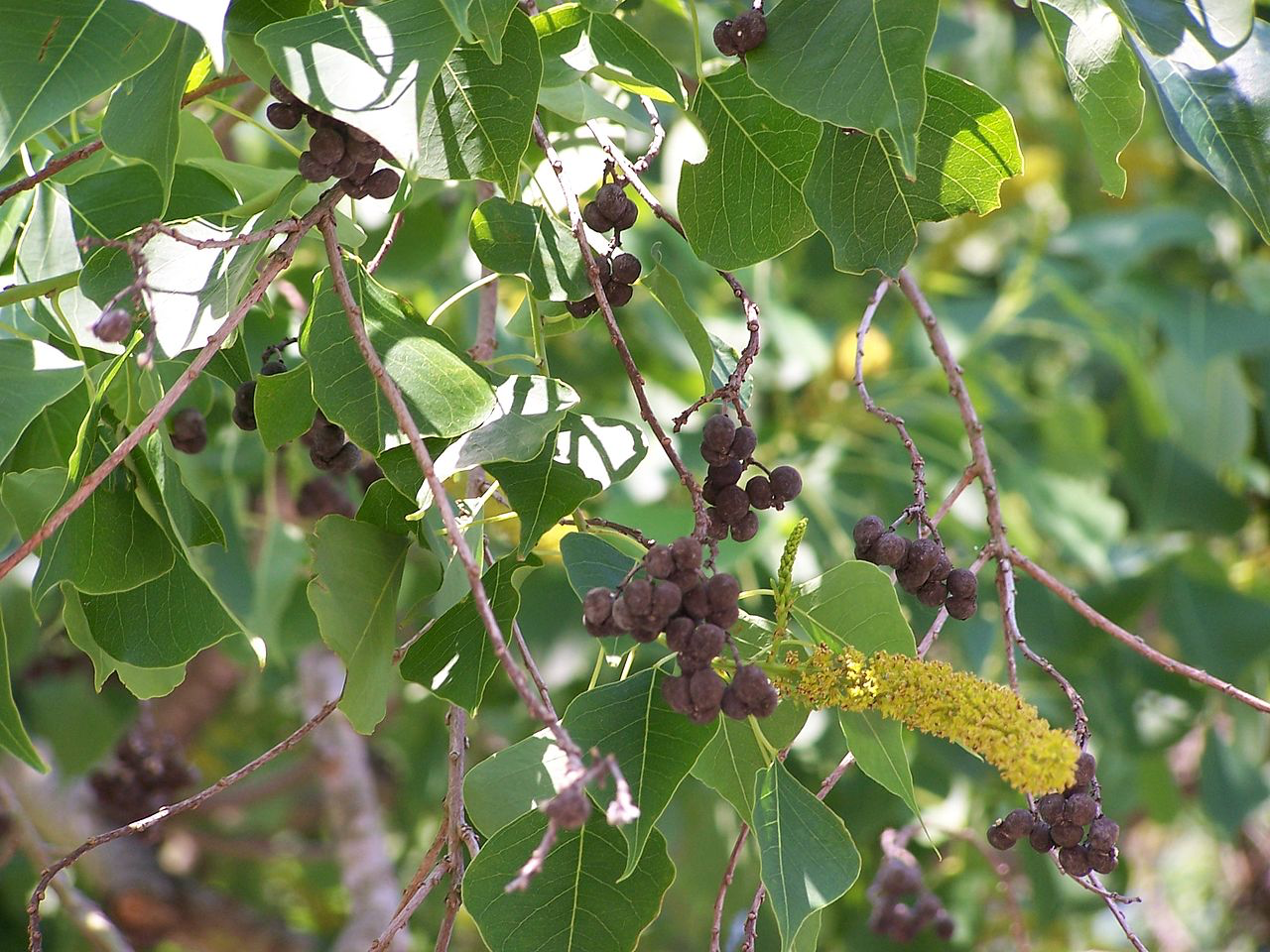 Tallow Seed Pods