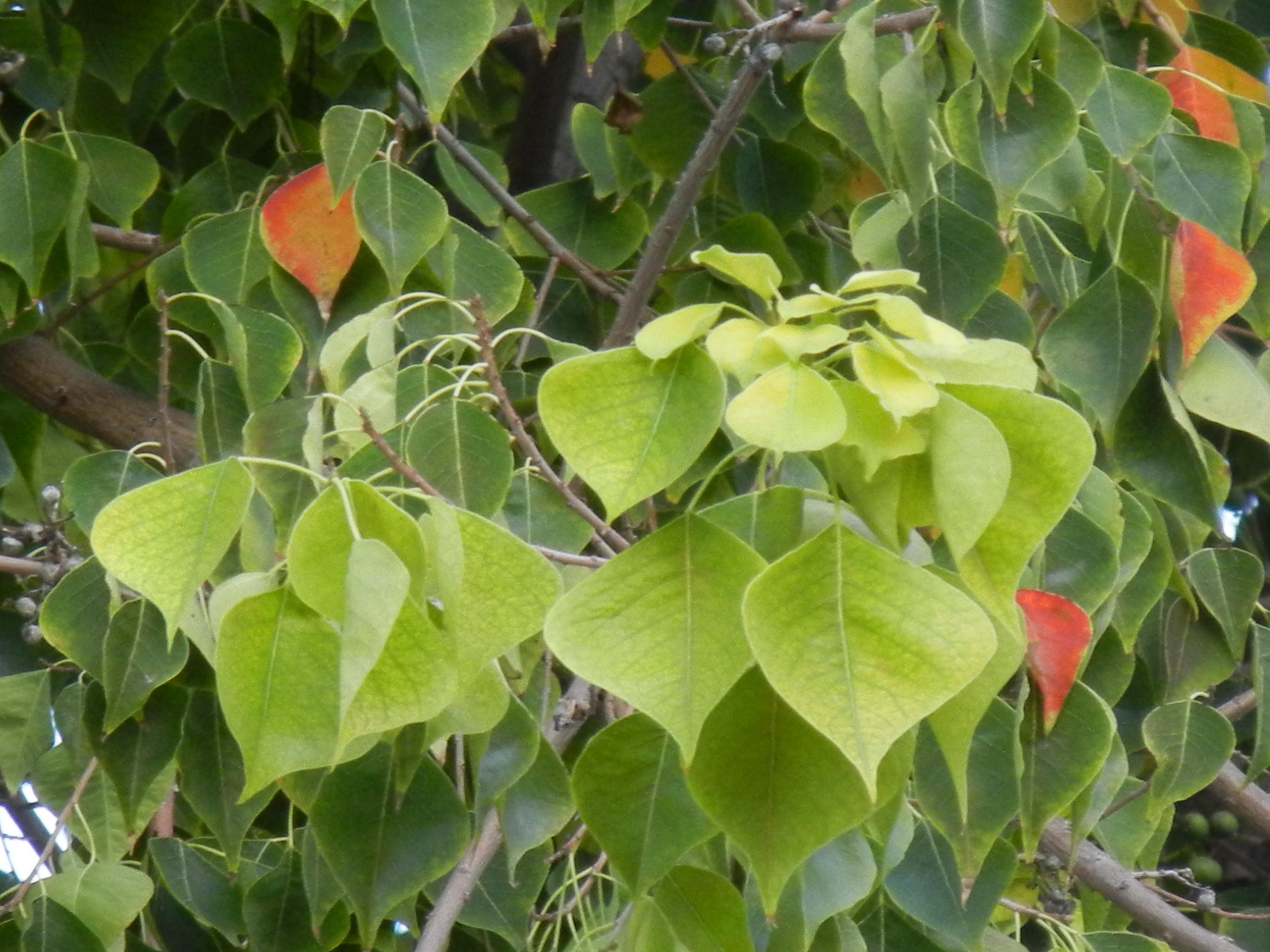 Tallow Foliage